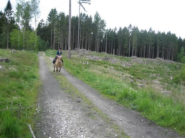 Fjordhest Sif - Galop :) billede 12