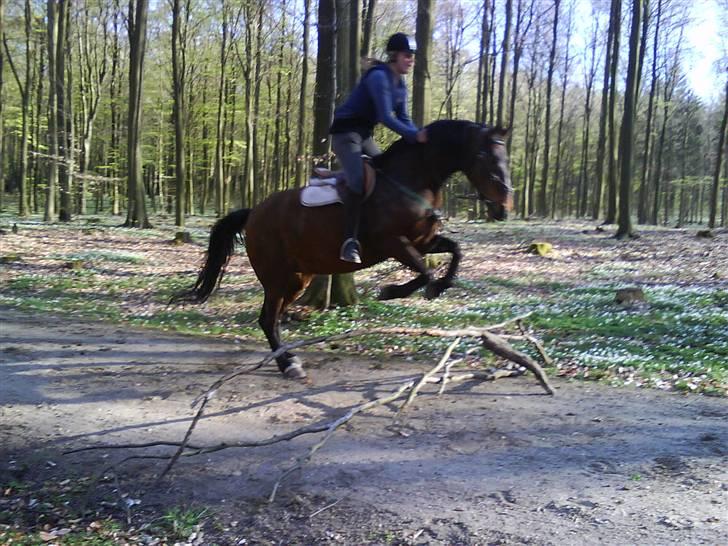 Anden særlig race Claythorpe Josephine - Spring :D billede 12