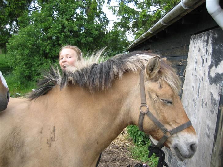 Fjordhest Sif - Sif slapper af mens Karen ser underligt ud :D billede 13