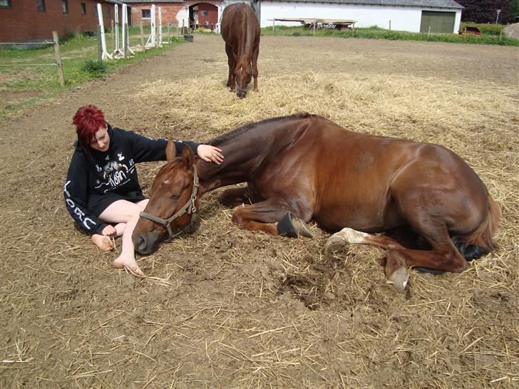 Hannoveraner Merci  - Merci fordi du til <3 bette puttehest :D billede 14