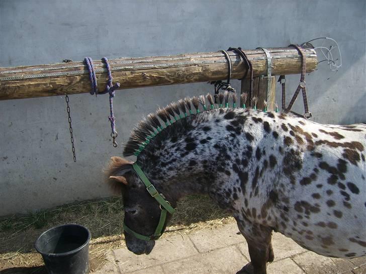 Appaloosa Topper - jeg var rocker i mit tidliger liv billede 10