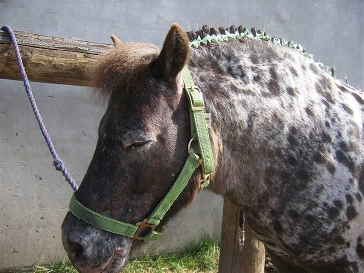 Appaloosa Topper - ikke flere billeder jeg har fået slojfe på , jeg bliver så flov billede 12