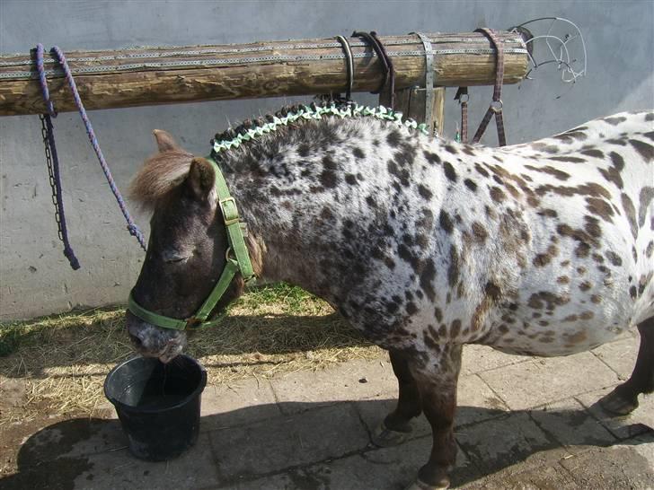 Appaloosa Topper - nu følder jeg altså bare i søvn nu hvor du skal være så lang tid om det billede 14