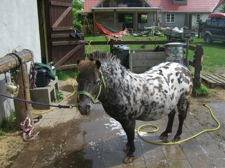 Appaloosa Topper - Arg , dejligt med et bad efter en lang tur billede 15