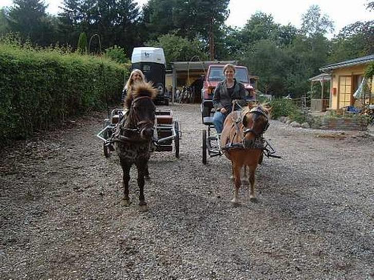 Appaloosa Topper - en af mine første ture, her i hedehusene.  hjem til herkules billede 16