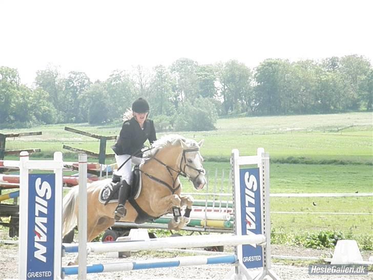 Welsh Pony af Cob-type (sec C) Ræveskiftets Nardi B-Pony RIP - 2009 billede 7