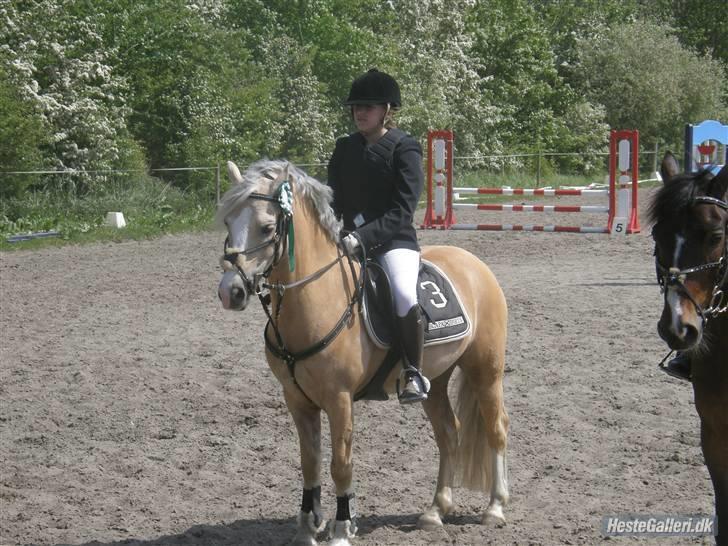 Welsh Pony af Cob-type (sec C) Ræveskiftets Nardi B-Pony RIP - 2009 billede 8