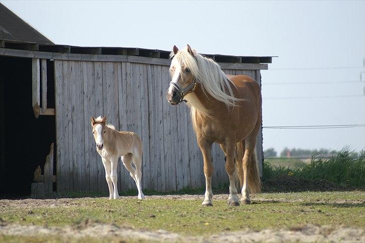 Tyroler Haflinger Paxandra Søgaard-Med føl - 1] Velkommen til Paxandra´s profil! ->Paxandra med sit lille hingsteføl Napolion, som kom til verden klokken 4 den 7. Maj 2011 billede 1