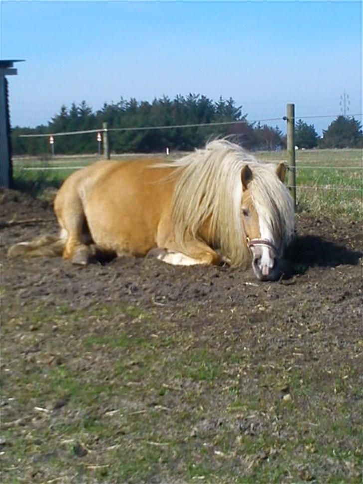 Tyroler Haflinger Paxandra Søgaard-Med føl - 2] billede 2