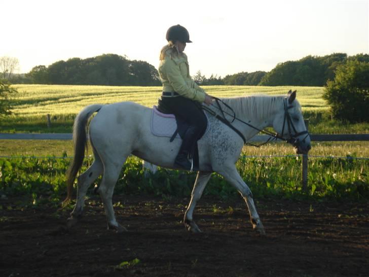 Knabstrupper Flying Ghost 'Solgt' :'( - Da jeg var ude og prøve den smukke pony :´) <3  billede 2