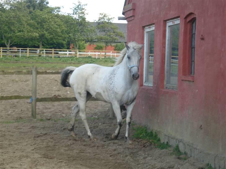 Knabstrupper Flying Ghost 'Solgt' :'( - Ghost fri på Banen ;D <3  billede 3