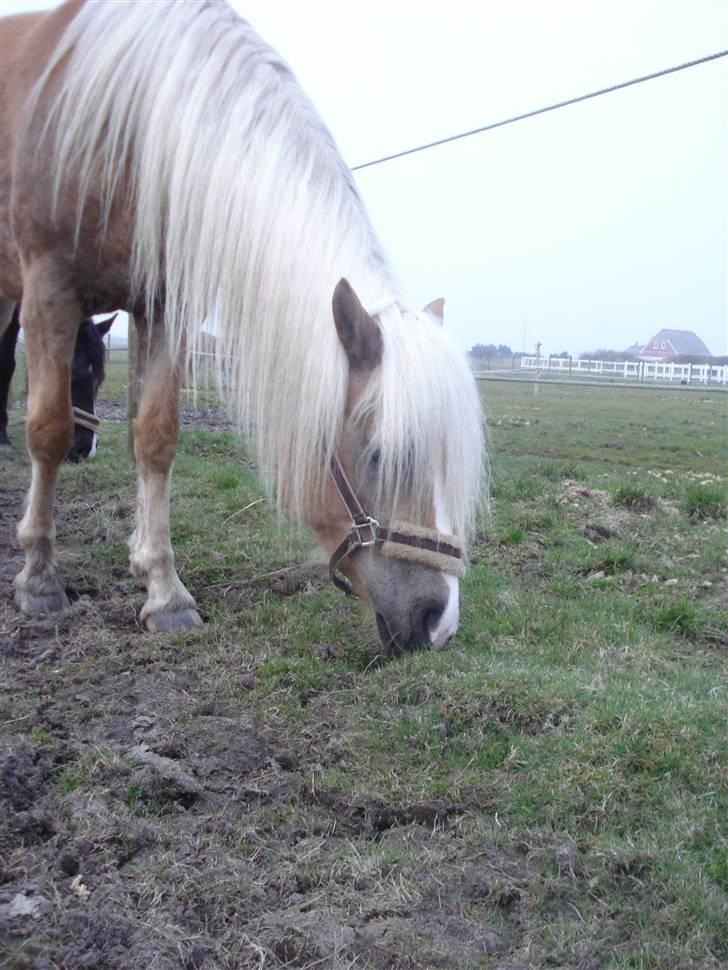 Tyroler Haflinger Paxandra Søgaard-Med føl - 3] billede 3