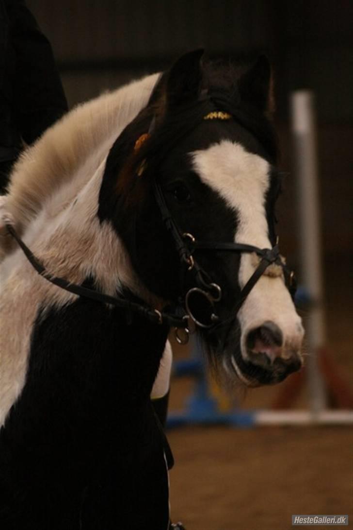 Irish Cob Mars Solgt :( billede 1