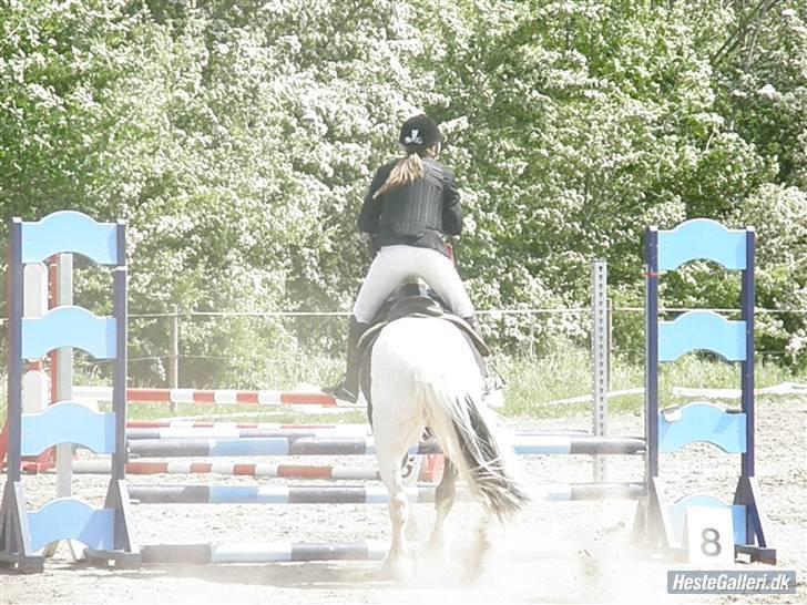 Irish Cob Mars Solgt :( billede 2