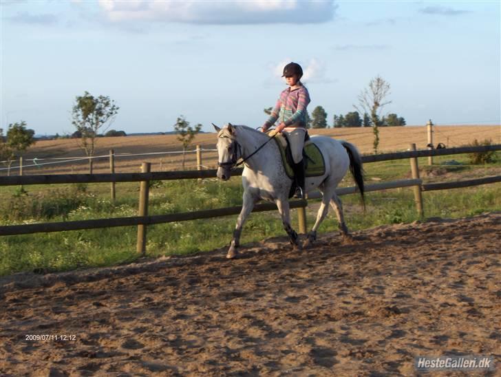 Knabstrupper Flying Ghost 'Solgt' :'( - Os sammen :D <33 billede 9