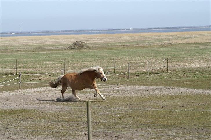 Tyroler Haflinger Paxandra Søgaard-Med føl - 7] billede 7