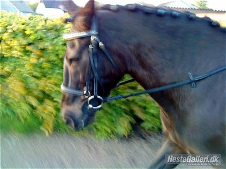 Anden særlig race Prins<3 R.I.P<3 billede 1