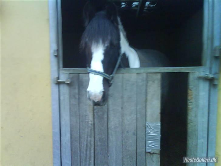 Irish Cob Mars Solgt :( billede 3