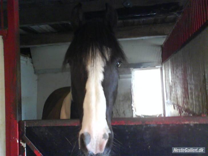 Irish Cob Mars Solgt :( billede 4