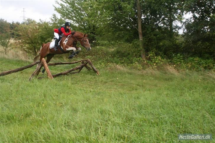 Pinto Polle - Mig og Polle til vores første jagt sammen, vi fuldførte fejlfrit ;) billede 18