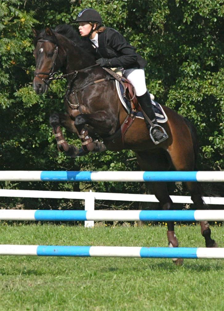 Tysk Sportspony - Anthony  - MB (110cm) 2008 billede 19