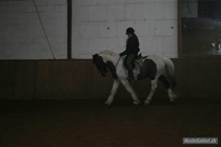 Irish Cob Mars Solgt :( billede 5