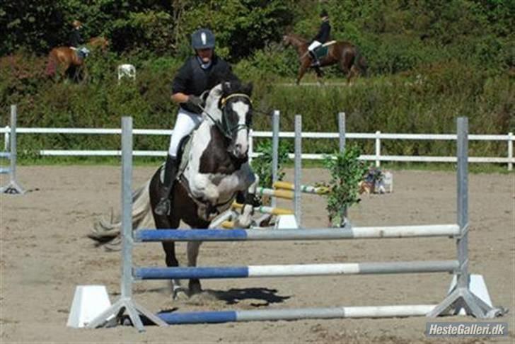 Irish Cob Mars Solgt :( billede 6