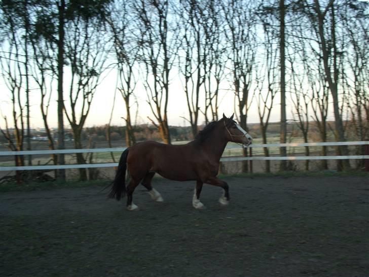 Welsh Cob (sec D) Lucky - Min hest søger part, hvis du er intresseret, skriv venligst en privat besked billede 17