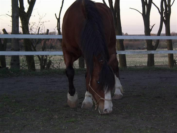 Welsh Cob (sec D) Lucky - Min hest søger part, hvis du er intresseret, skriv venligst en privat besked billede 19
