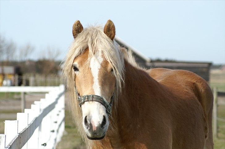 Tyroler Haflinger Nanok Mix Søgaard SOLGT! - 1] Velkommen til Nanok´s profil - 10-04-2011 billede 1