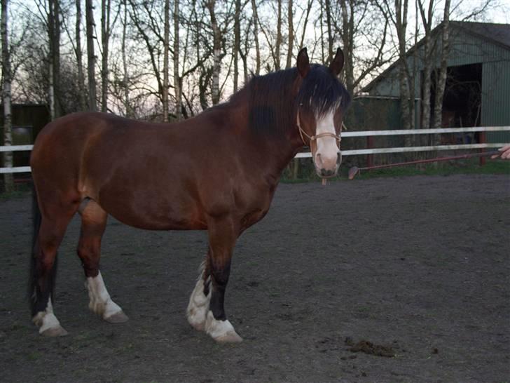 Welsh Cob (sec D) Lucky - Min hest søger part, hvis du er intresseret, skriv venligst en privat besked billede 20