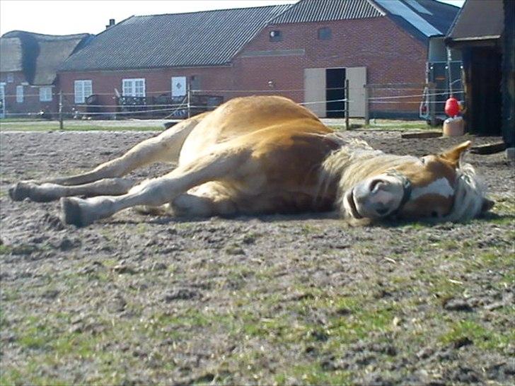 Tyroler Haflinger Nanok Mix Søgaard SOLGT! - 2] Nyder det gode vejr! 06-04-2011 billede 2