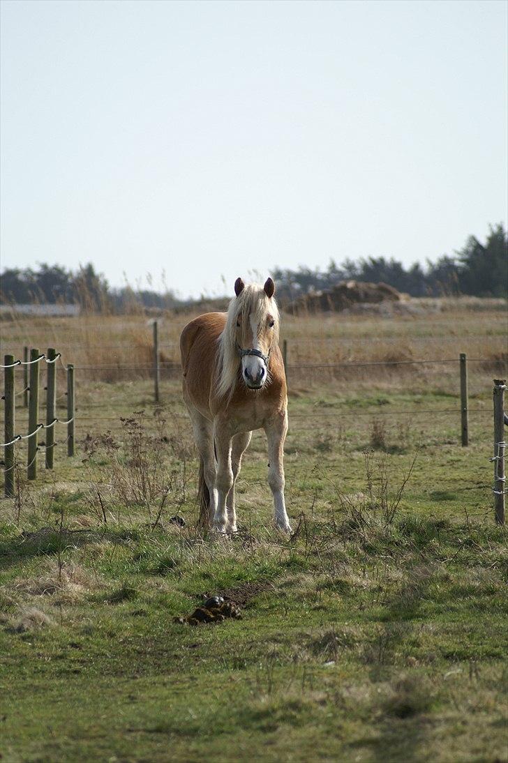 Tyroler Haflinger Nanok Mix Søgaard SOLGT! - 3] 10-04-2011 billede 3