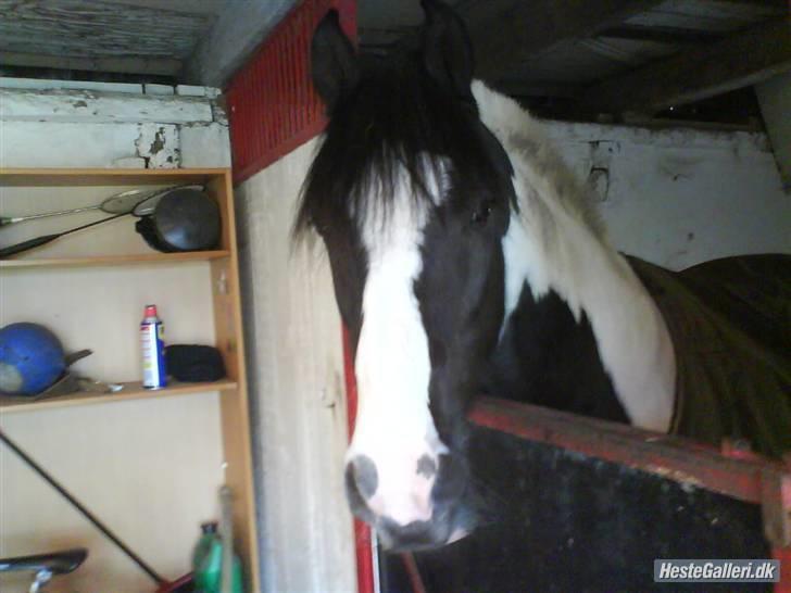 Irish Cob Mars Solgt :( billede 7