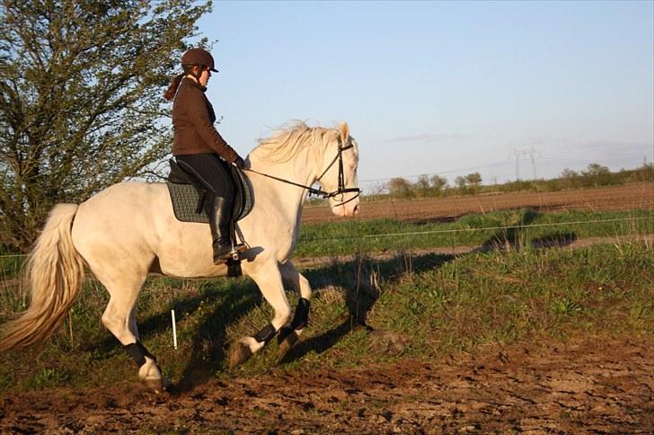 Palomino Montano - har redet - 14.træning d. 1 maj 2010. første gang udenfor, så han var lidt spændt (: fotograf: Pia billede 14