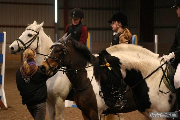 Irish Cob Mars Solgt :( billede 8