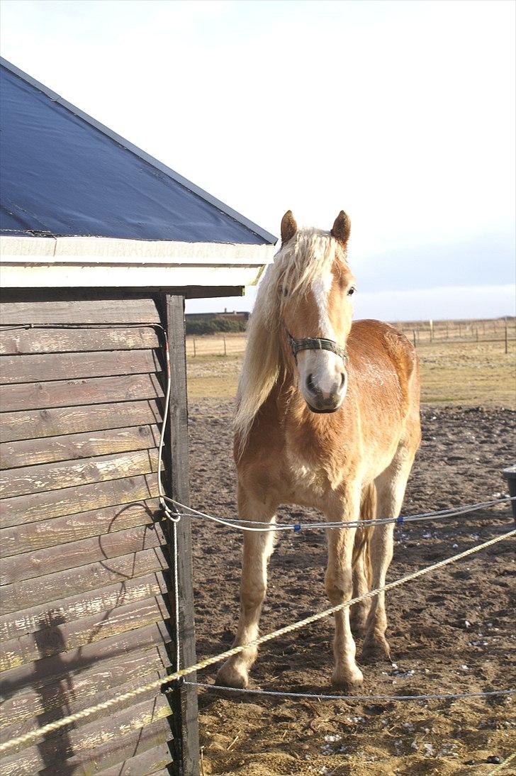 Tyroler Haflinger Nanok Mix Søgaard SOLGT! - 5] 09-03-2011 billede 5