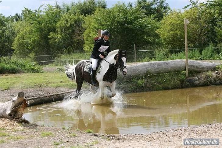 Irish Cob Mars Solgt :( billede 9