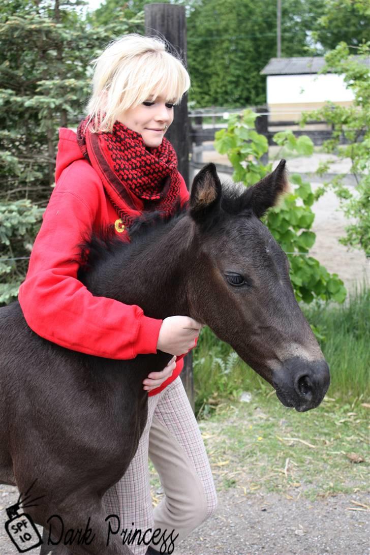 Oldenborg Skovlundegårds Dark Princess - #16 Et billede fra hun var helt lille, dejligt billede. Det er efterhånden også ved at være nogle år siden nu..   billede 19