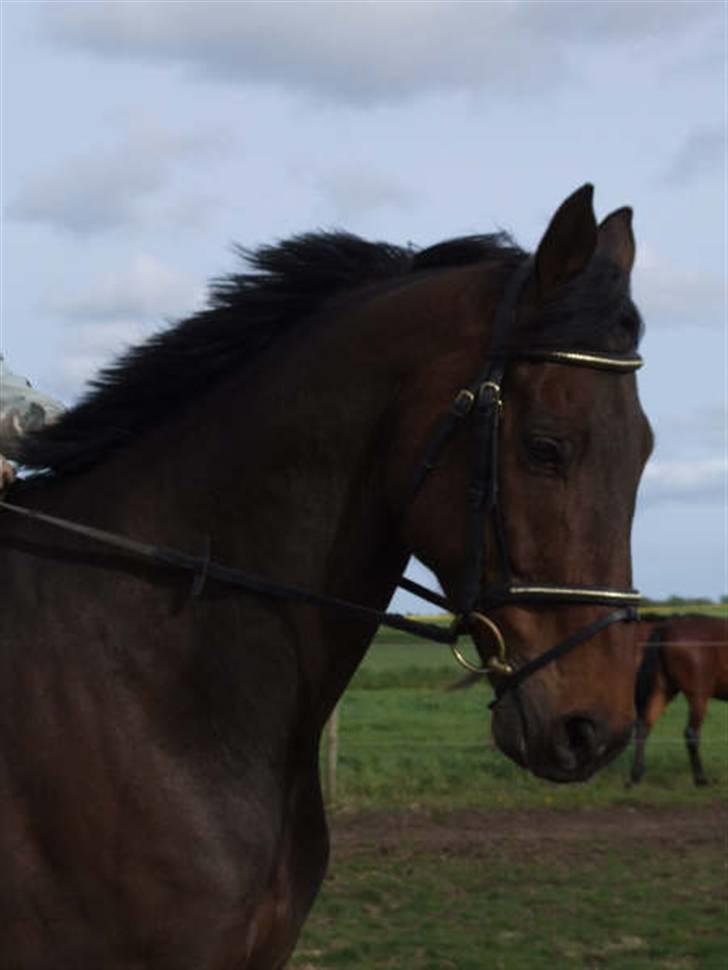 Fuldblod (XX) Mufasa R.I.P - Foto: Annemette Høst billede 7