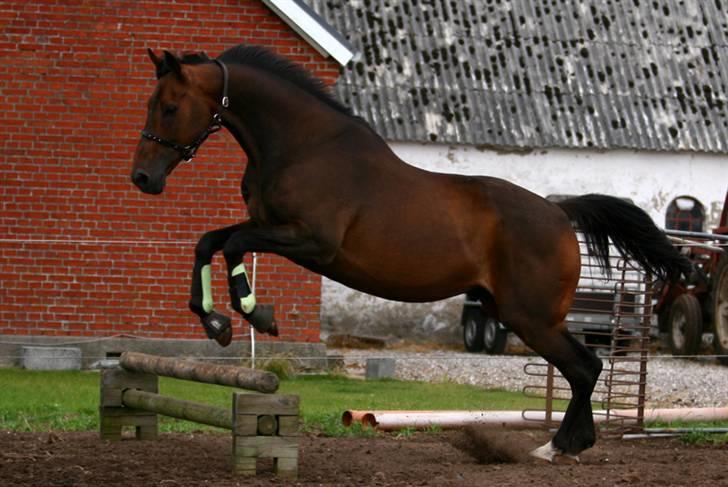 Fuldblod (XX) Mufasa R.I.P billede 8