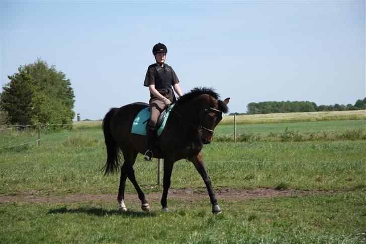 Fuldblod (XX) Mufasa R.I.P billede 10