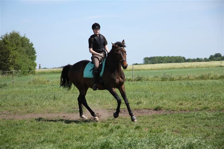 Fuldblod (XX) Mufasa R.I.P billede 11