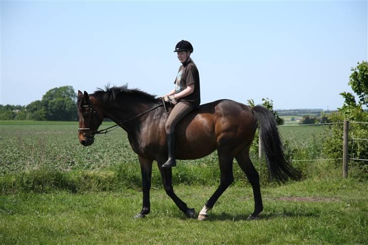 Fuldblod (XX) Mufasa R.I.P billede 13