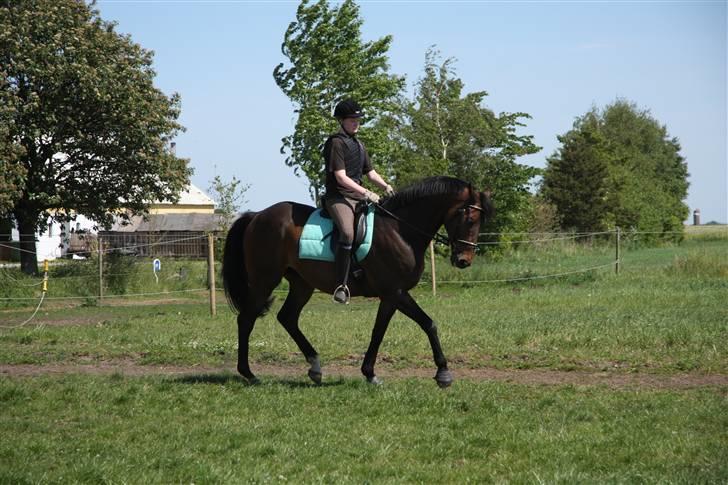 Fuldblod (XX) Mufasa R.I.P billede 14