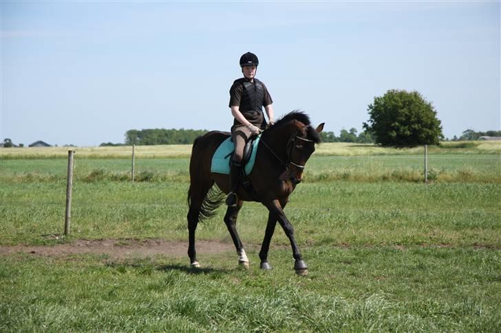 Fuldblod (XX) Mufasa R.I.P billede 16