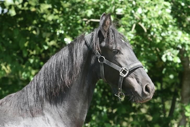 Frieser Ayla af Hestagergaard - D. 23/5-2009 billede 13