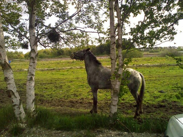 Knabstrupper Valerias Leonora - de her træer smager meeeega godt..:D billede 11