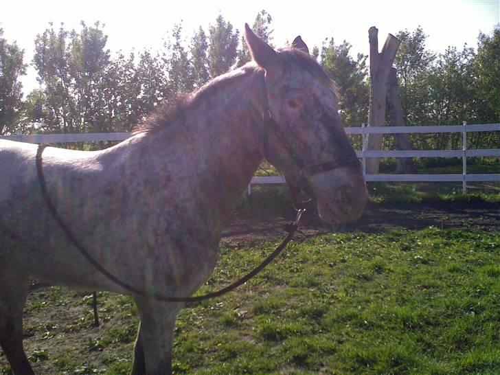 Knabstrupper Valerias Leonora - puuh som det blæser..:P billede 12