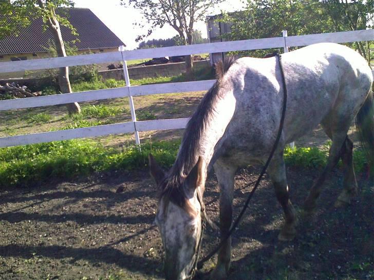 Knabstrupper Valerias Leonora - græs og mad... hvad skal jeg vælge..?? billede 13